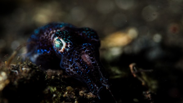 Bobtail Squid by Michael Brown